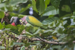 Psittacula alexandri fasciata