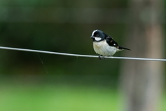 Sporophila lineola