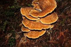 Bondarzewia occidentalis