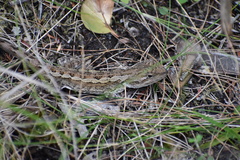 Amphibolurinae