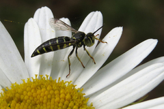 Bicyrtes discisus