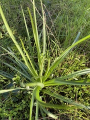 Tragopogon porrifolius