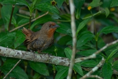 Phacellodomus erythrophthalmus