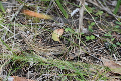 Amphibolurinae