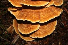 Bondarzewia occidentalis