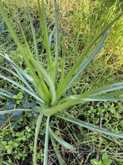 Tragopogon porrifolius