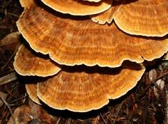 Bondarzewia occidentalis