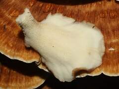 Bondarzewia occidentalis