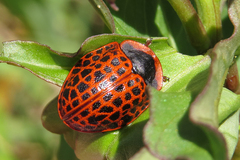 Botanochara macularia