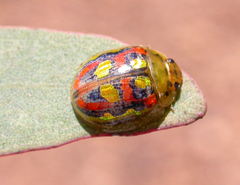 Paropsisterna annularis