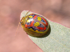 Paropsisterna annularis