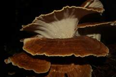 Bondarzewia occidentalis