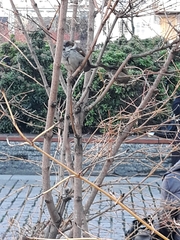 Passer domesticus