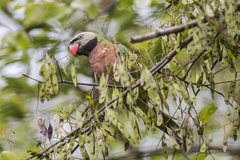 Psittacula alexandri fasciata