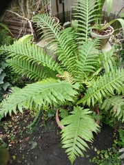 Blechnum brasiliense