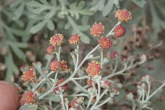 Artemisia reptans image