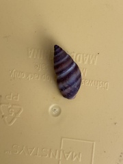 Bulimulus guadalupensis