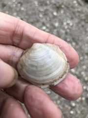 Phacoides pectinatus