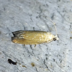 Eucosma floridana