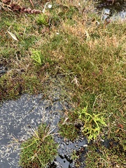 Athrotaxis cupressoides