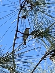 Setophaga coronata