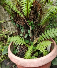 Blechnum brasiliense
