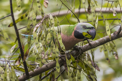 Psittacula alexandri fasciata