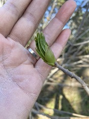 Aesculus californica