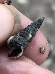 Cerithideopsis scalariformis