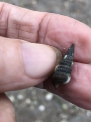 Cerithideopsis scalariformis