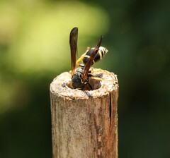 Gymnomerus laevipes