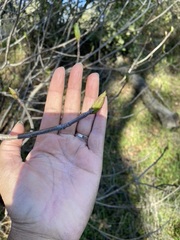 Aesculus californica