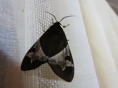 Dysschema leucophaea