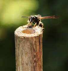 Gymnomerus laevipes