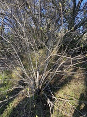 Aesculus californica