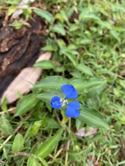 Commelina cyanea