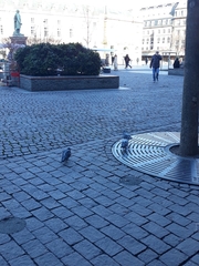 Columba livia domestica