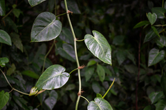 Philodendron hederaceum