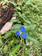 Commelina cyanea