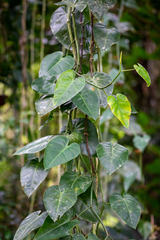 Philodendron hederaceum