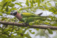 Psittacula alexandri fasciata