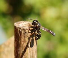 Gymnomerus laevipes