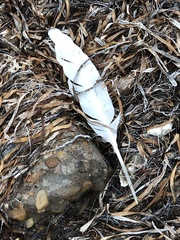 Pelecanus erythrorhynchos