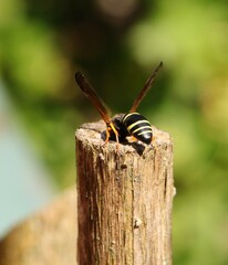 Gymnomerus laevipes