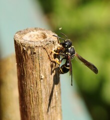 Gymnomerus laevipes