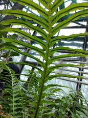 Blechnum brasiliense