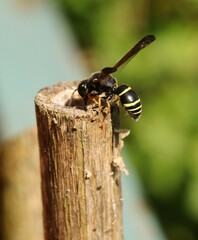 Gymnomerus laevipes