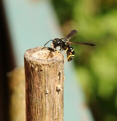 Gymnomerus laevipes