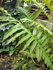 Blechnum brasiliense
