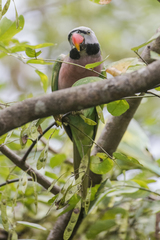 Psittacula alexandri fasciata